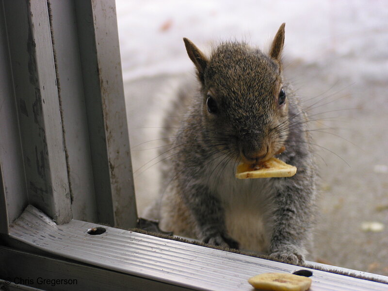Photo of Squirrel with a Banana Chip(2740)