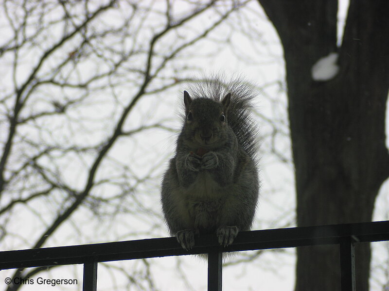Photo of A Squirrel Watching Me(2742)