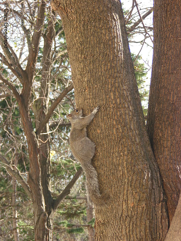 Photo of Squirrel on a Tree(2788)