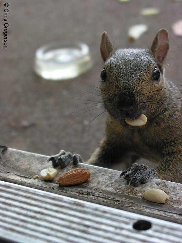 Photo of Squirrel with Food in his Mouth(2852)