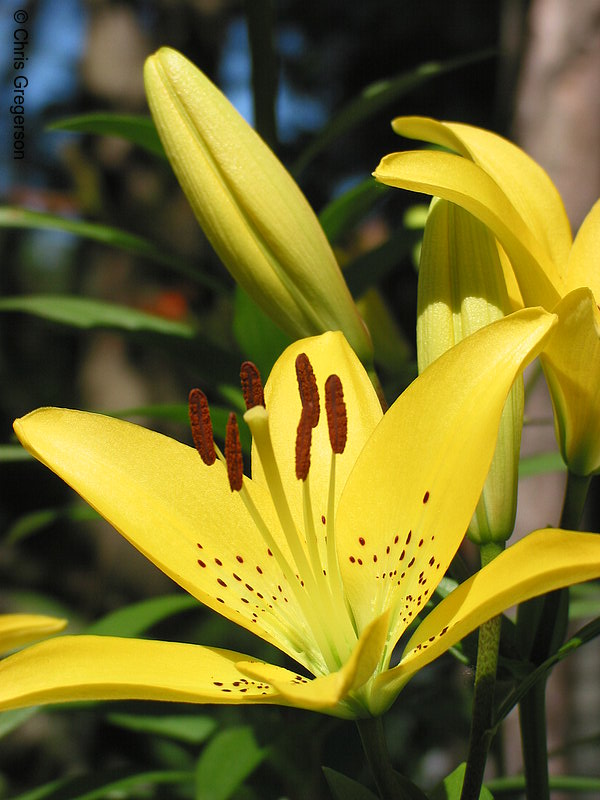 Photo of Yellow Lily(2868)
