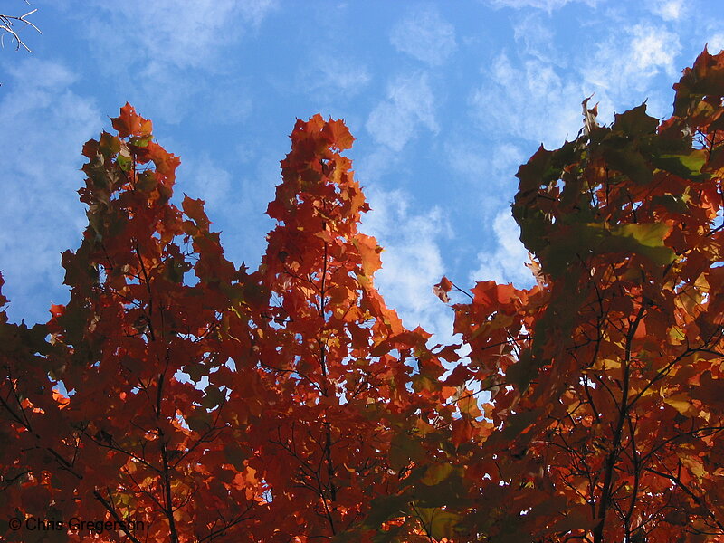 Photo of Red Leafs, White Clouds, Blue Sky(2969)