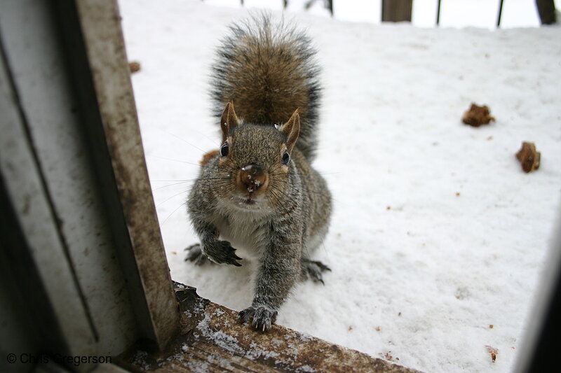 Photo of Hungry Squirrel(3087)