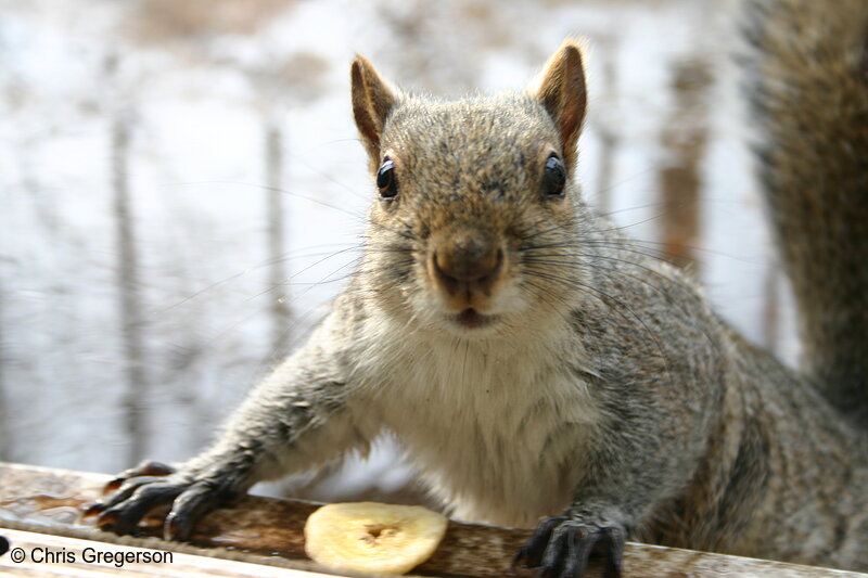 Photo of Unsatisfied Squirrel(3115)