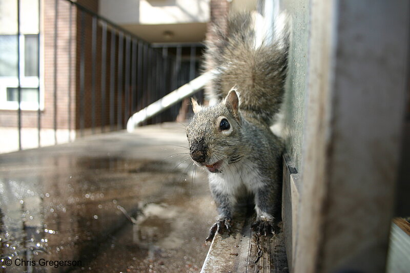Photo of Squirrel on a Ledge(3123)
