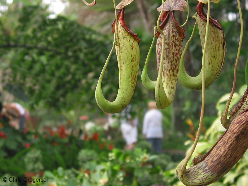 Photo of Nepenthes Pitchers in a Botanical Garden(3173)