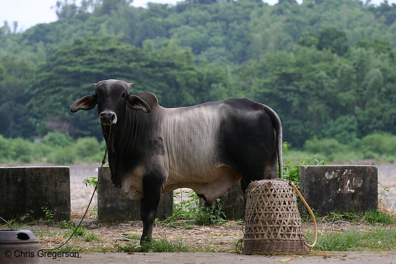 Photo of Philippine Bull (Male Cow)(4166)
