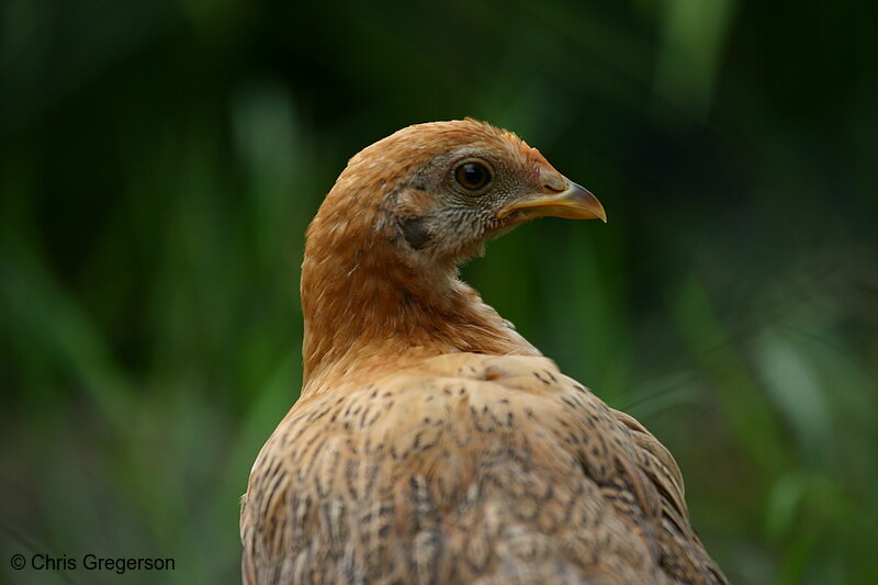 Photo of Filipino Chicken(4175)