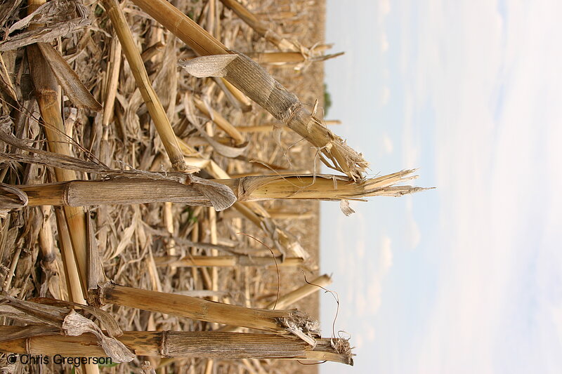 Photo of Corn Field after Harvest, Wisconsin(4509)