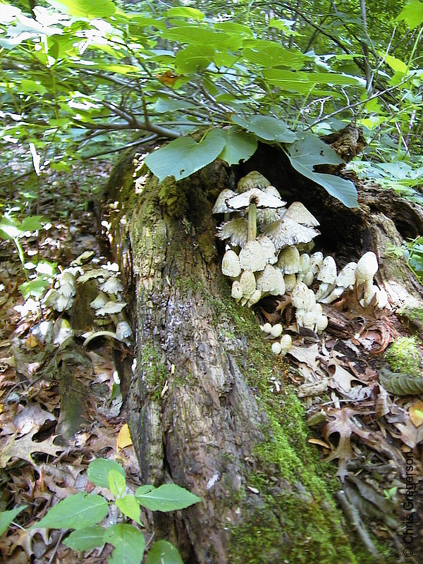 Photo of Mushrooms in the Wildflower Garden(476)