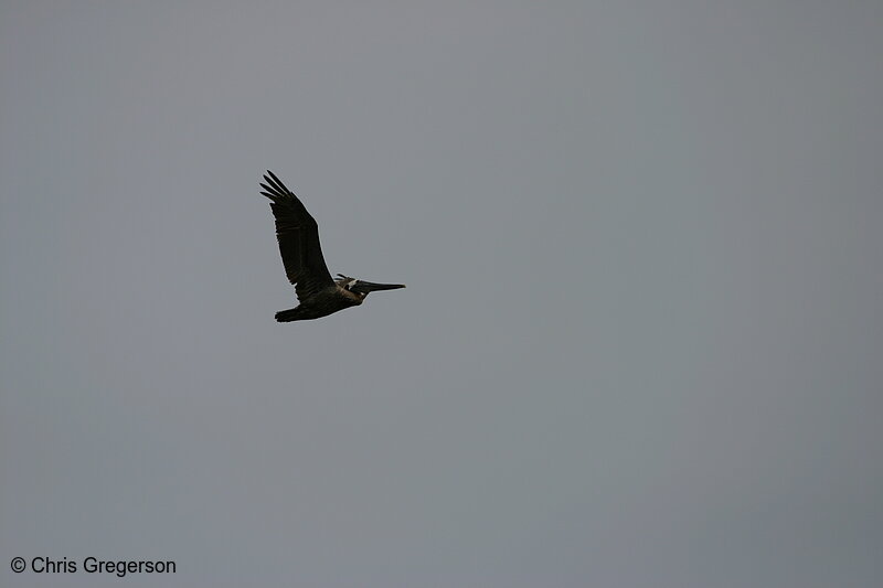 Photo of Pelican in Flight(4940)