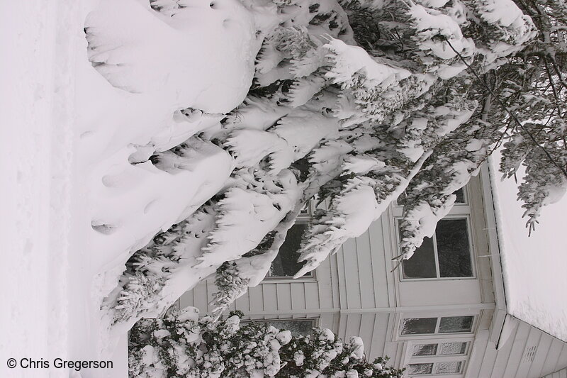 Photo of Snow-Covered Evergreen Tree and House(4992)