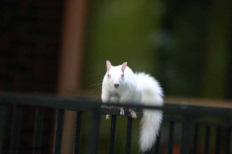 Photo of Albino Squirrel / White Squirrel(5015)