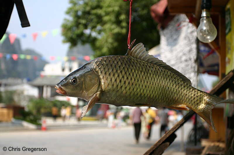 Photo of Fresh Fish, Restaurant in Yangshou, China(5049)