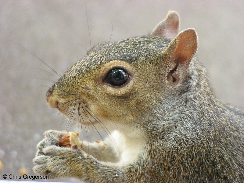 Photo of Squirrel Eating an Almond(5258)