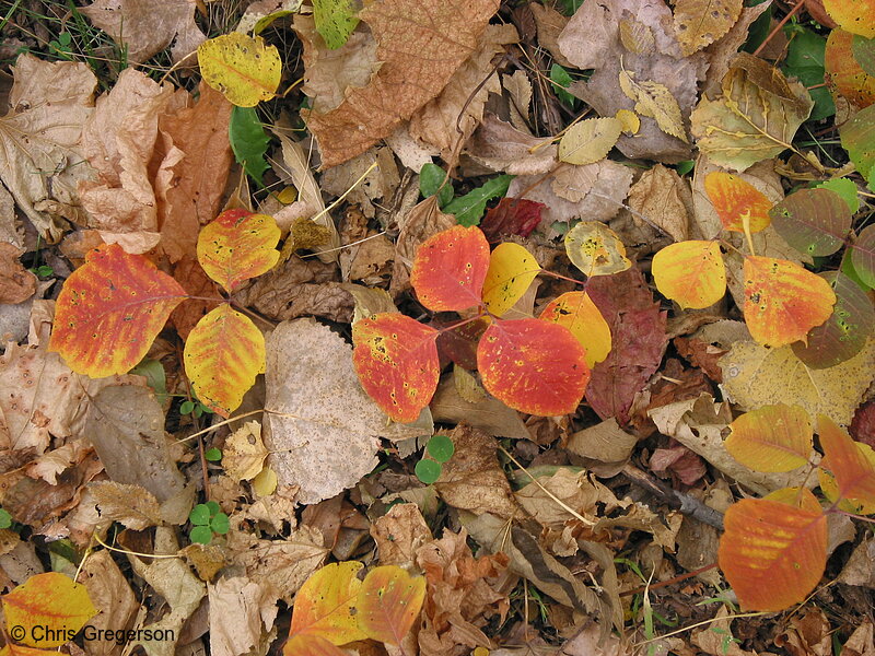 Photo of Dried Brown Leafs and Yellow Leafs(5337)