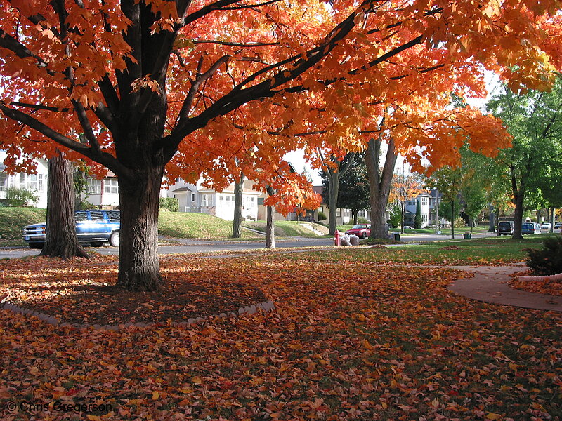 Photo of Maple Tree, Residential Neighborhood, in Fall(5344)