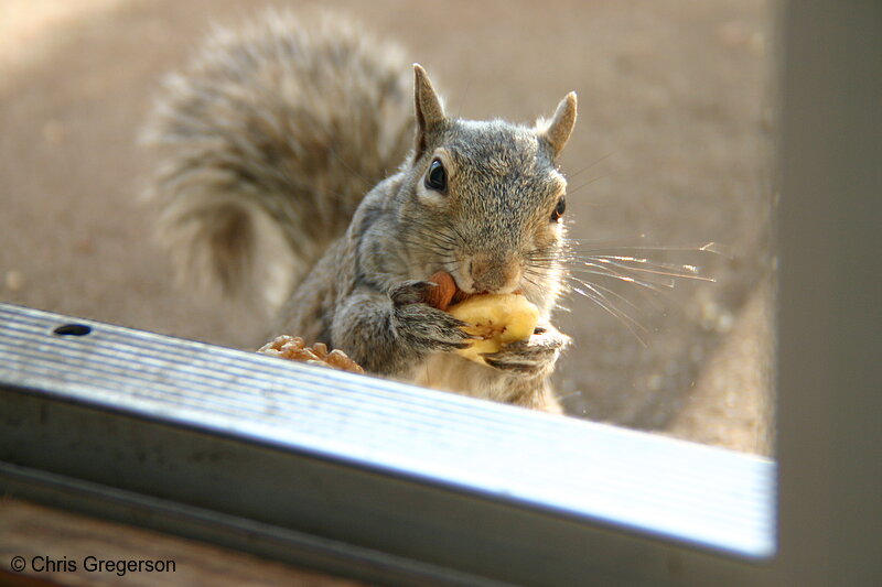 Photo of Greedy Squirrel Stealing Food(5449)