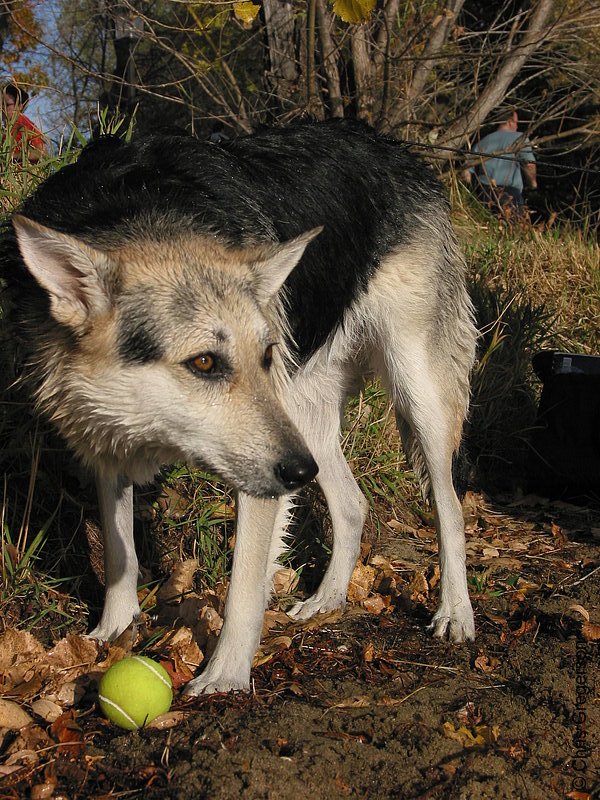 Photo of Wet Dog With Tennis Ball(5456)