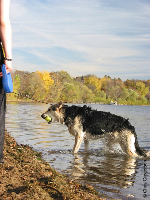 Photo of Wet Dog With Tennis Ball(5457)