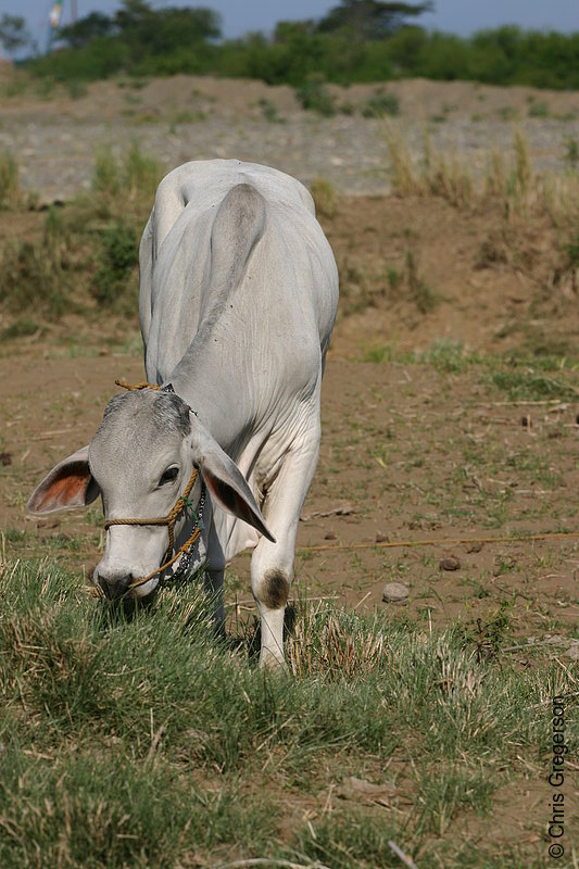 Photo of Cow Grazing near the Badoc River, Ilocos Norte(5681)