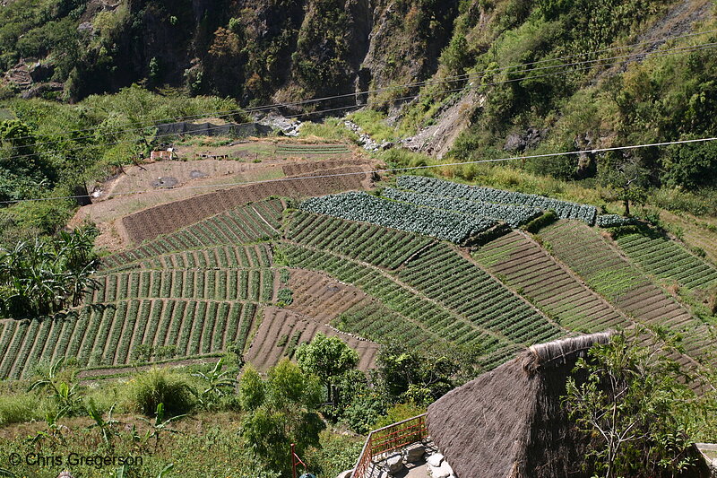 Photo of Terraced Farmland From the Observation Deck of Kennon Road, the Philippines(5724)