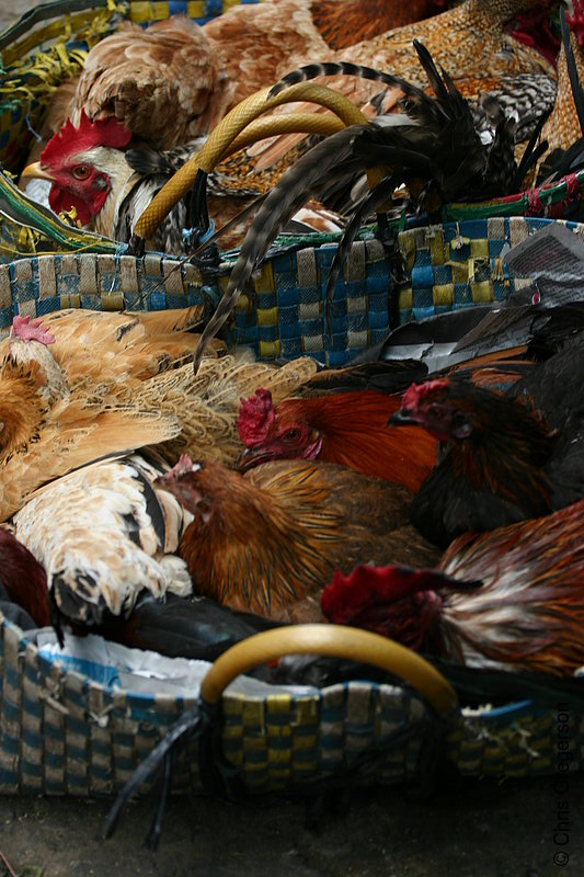Photo of Two Bayongs Filled with Tied Native Live Chickens at the Baguio Public Market(5775)