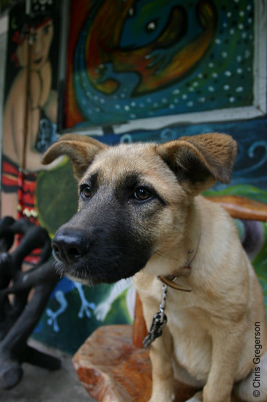 Photo of A Dog in Tam-Awan Village in Baguio City(5792)