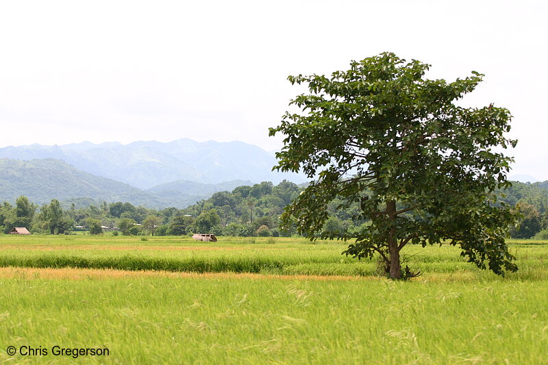 Photo of Rice Fields and Mountains in the Philippines(6360)