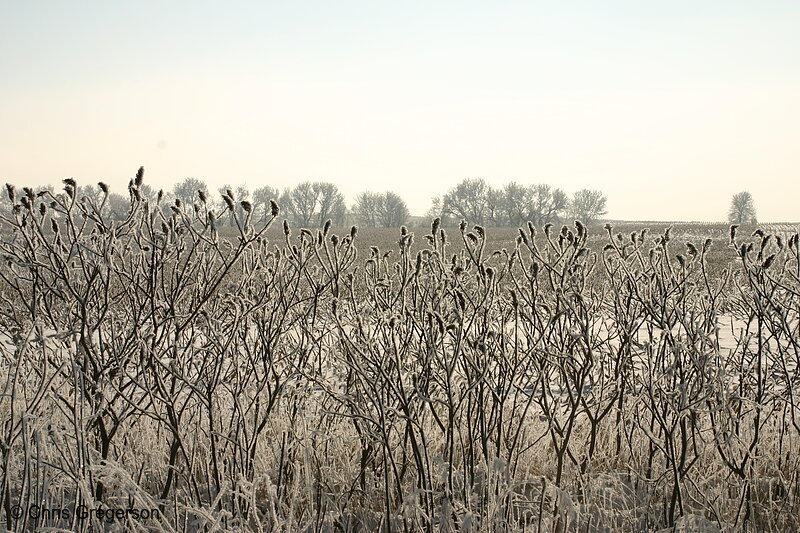 Photo of Countryside and Bushes after a Winter Frost(6507)