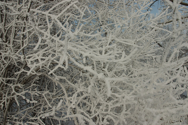 Photo of Close up of Frost-Covered Branches(6514)