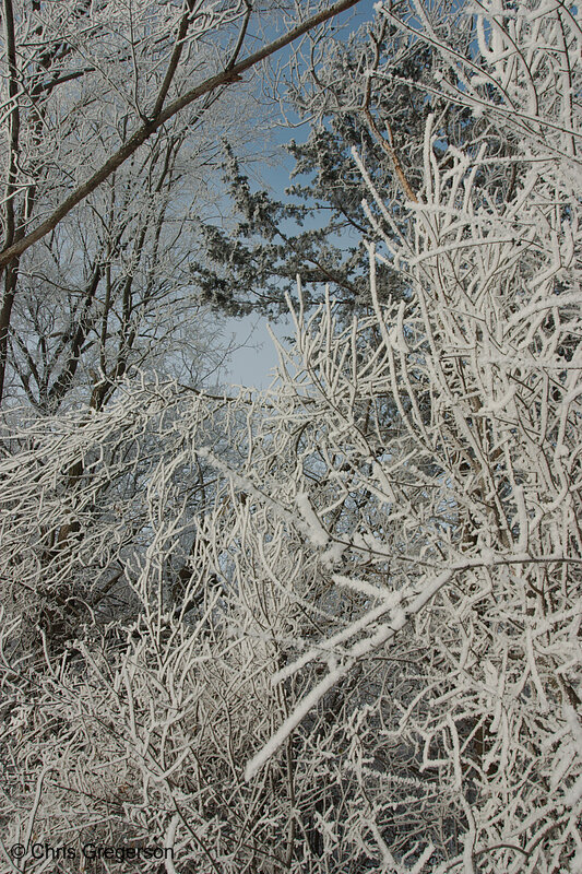 Photo of Trees and Plants Covered in Frost(6515)