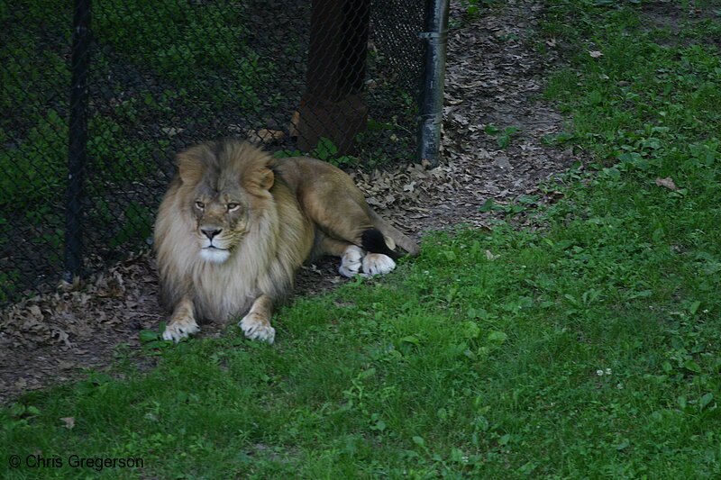 Photo of Lion at the Como Park Zoo(6568)
