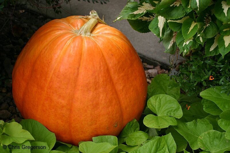 Photo of Giant Pumpkin(6949)