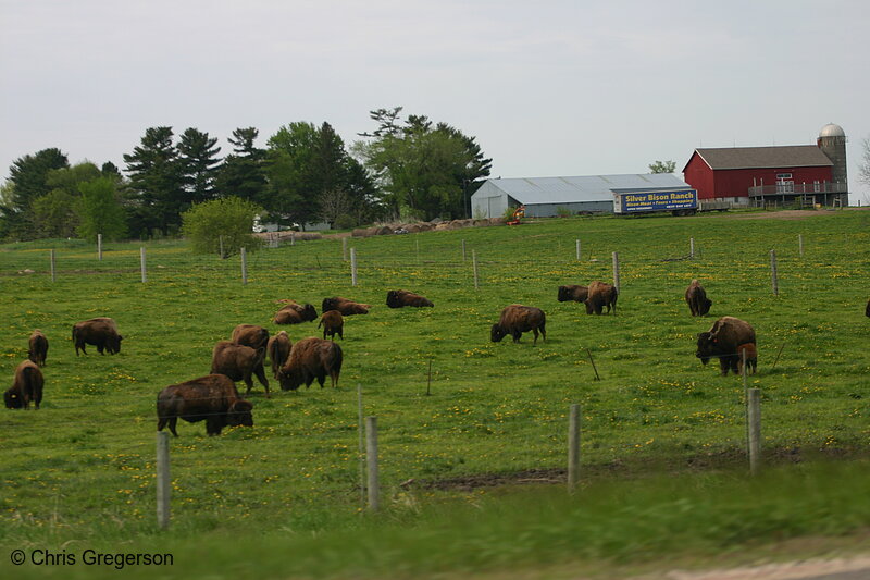 Photo of Buffalo on a Wisconsin Farm(7007)