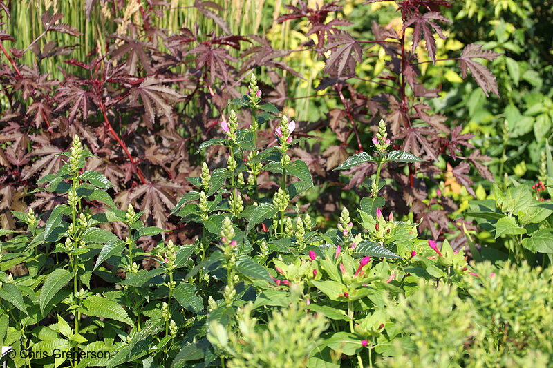 Photo of Plants at the Lyndale Park Annual/Perennial  Gardens(7097)