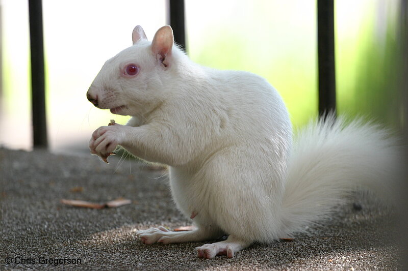 Photo of Albino Squirrel(7218)