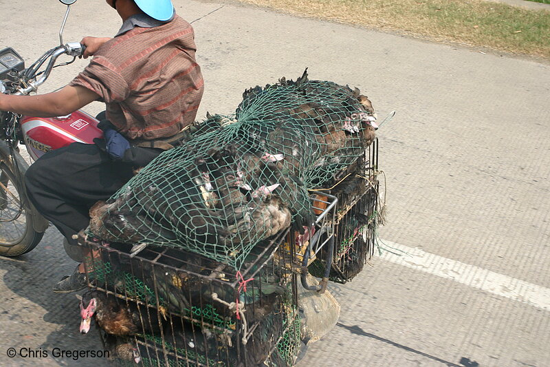 Photo of Ducks Packed in Cages on a Motorcycle in China(7275)