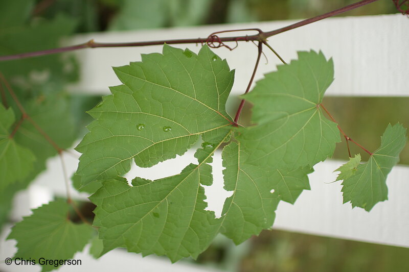 Photo of Leaf from Ivy on a Picket Fence(7301)