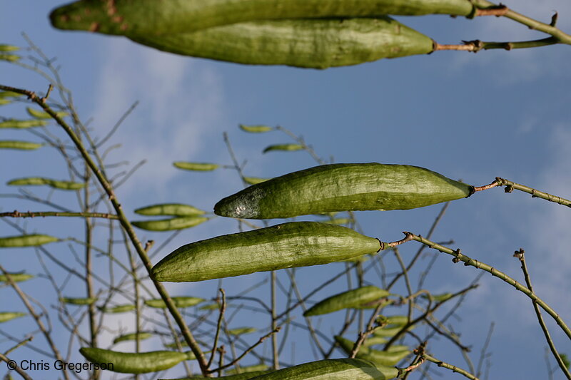 Photo of Kasapanglay/Cotton Tree Seeds(7659)