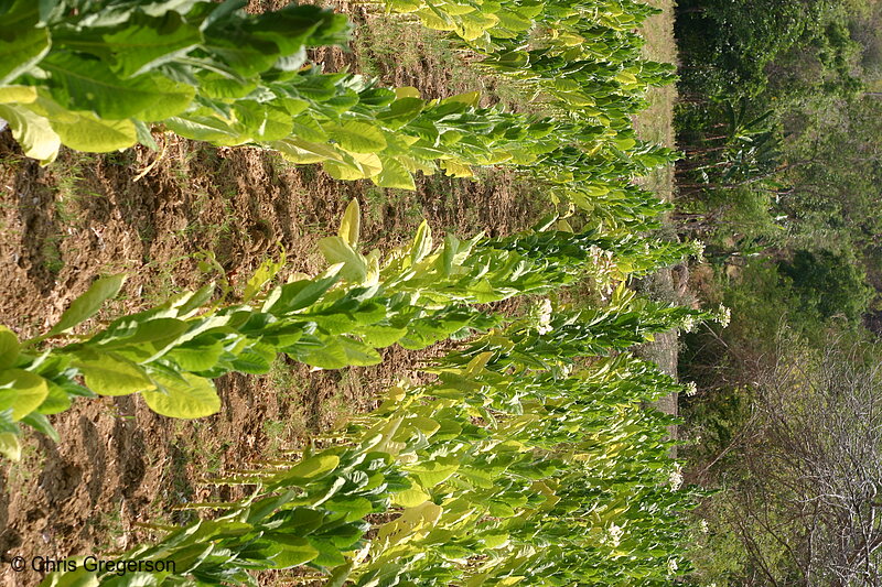Photo of Tobacco Crop in Ilocos Norte, the Philippines(7661)