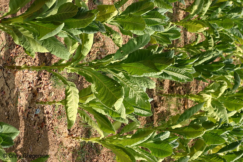 Photo of Close-Up of Tobacco Field in Ilocos Norte, the Philippines(7662)