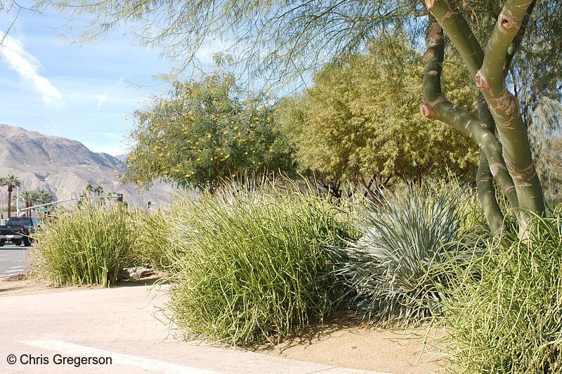 Photo of Plants Along Fred Waring Drive in Palm Desert(7985)