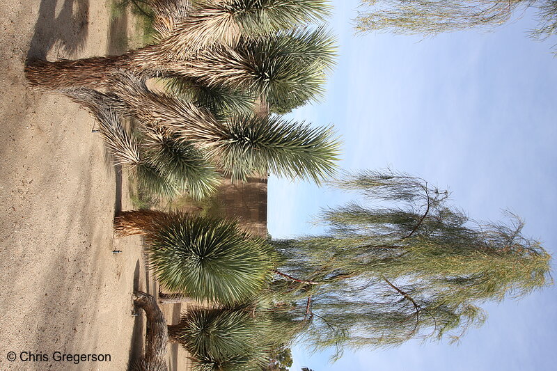 Photo of Desert Landscaping on Fred Warning Drive(8031)