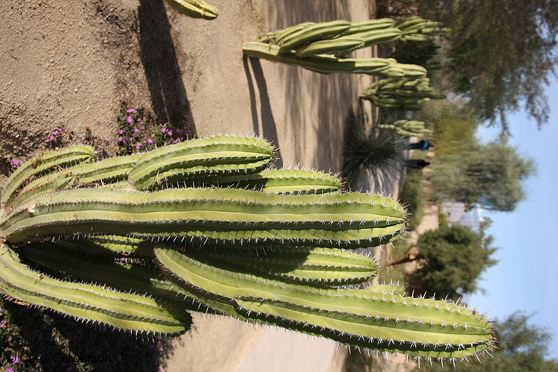 Photo of Cactus Along Fred Waring Drive(8032)