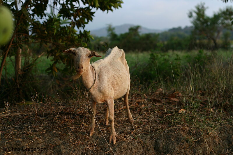 Photo of Goat Grazing in Badoc, Ilocos Norte(8140)