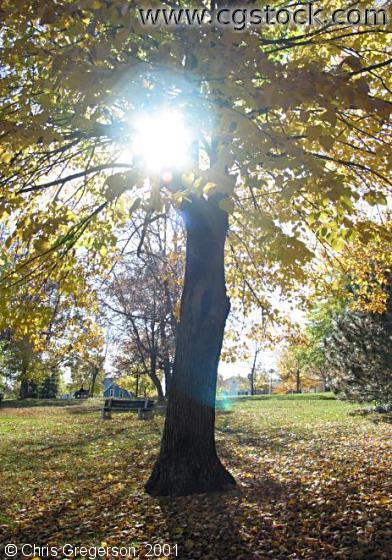 Sun Through a Tree in Autumn