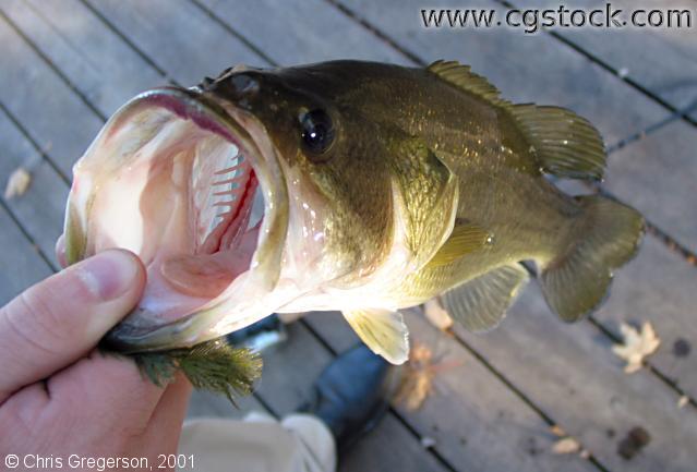 Bass Fish Caught in Lake Harriet
