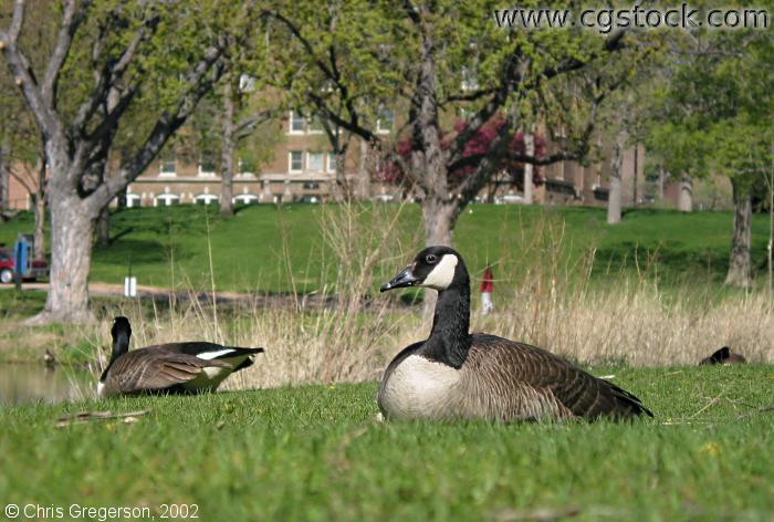 Goose in Loring Park