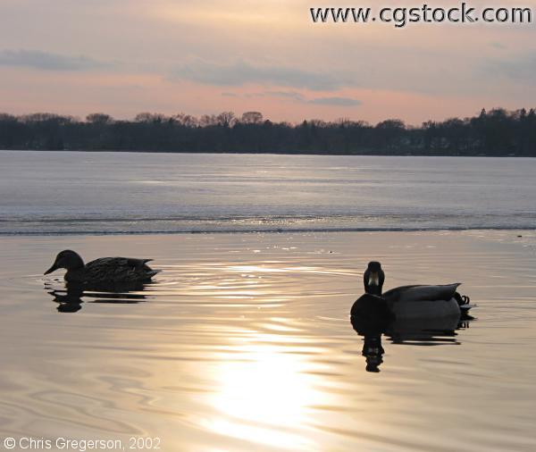 Ducks on Lake Calhoun in Spring